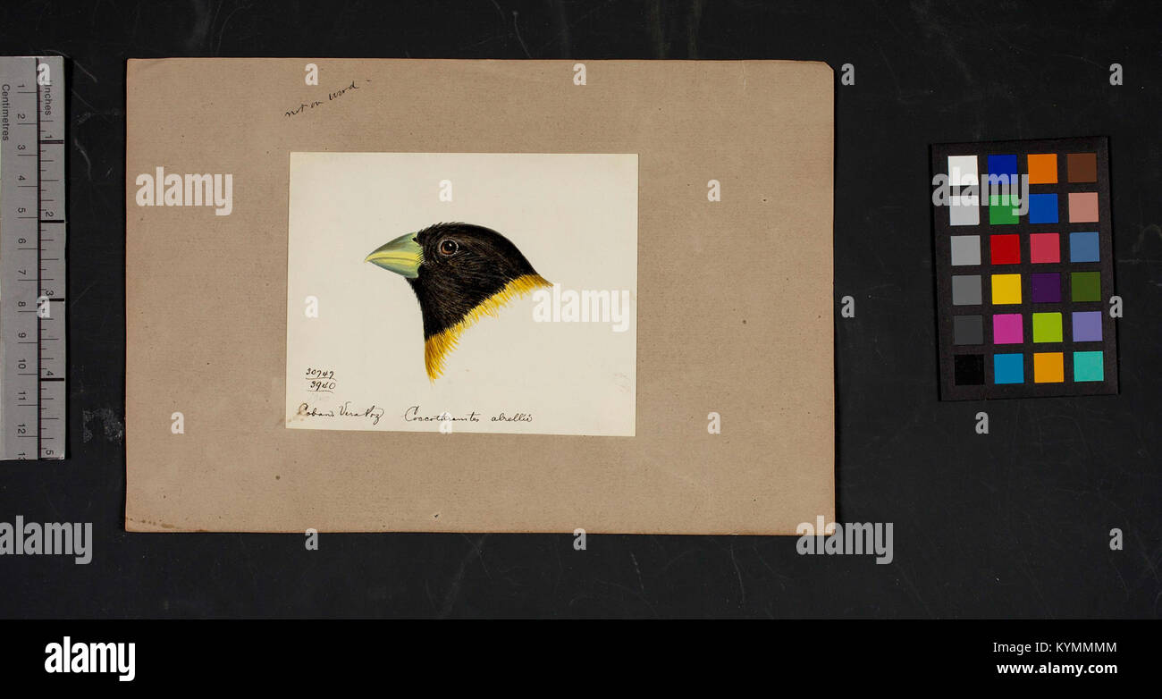 Un'illustrazione dettagliata di Robert Ridgway della testa di un uccello, che mostra il suo stile artistico e il suo contributo allo studio degli uccelli. Il lavoro di Ridgway è un importante riferimento nell'ornitologia e negli studi sugli uccelli migratori. Foto Stock Un'illustrazione dettagliata di Robert Ridgway della testa di un uccello, che mostra il suo stile artistico e il suo contributo allo studio degli uccelli. Il lavoro di Ridgway è un importante riferimento nell'ornitologia e negli studi sugli uccelli migratori. Foto Stock