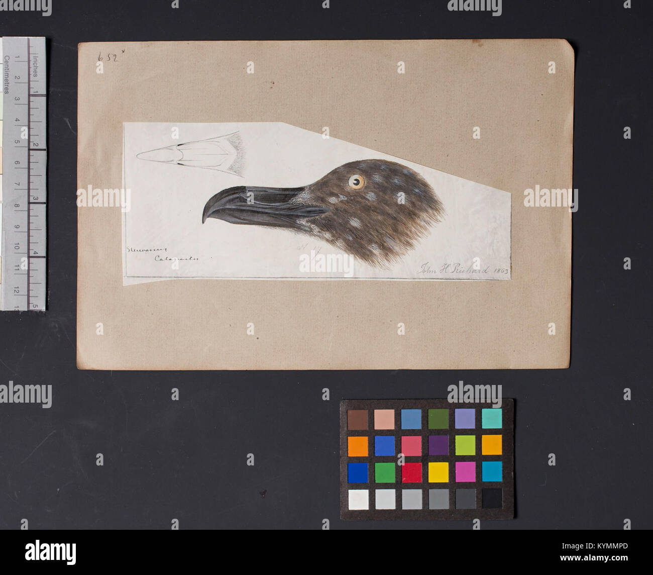 Un'illustrazione dettagliata di una testa di uccello di Robert Ridgway, una figura importante nell'ornitologia e nell'illustrazione degli uccelli, che mostra il suo contributo allo studio degli uccelli nordamericani. Foto Stock