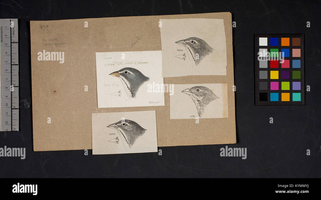 Un disegno dettagliato della testa di un uccello di Robert Ridgway, un influente ornitologo e illustratore. L'immagine è stata creata per lo studio degli uccelli nordamericani e serve come esempio del suo lavoro nell'illustrazione degli uccelli. Foto Stock