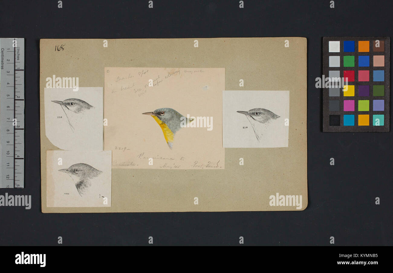 Un'illustrazione di Robert Ridgway di una testa di uccello, parte della sua famosa opera ornitologica. Il disegno è un esempio chiave del suo contributo allo studio degli uccelli nordamericani. Foto Stock