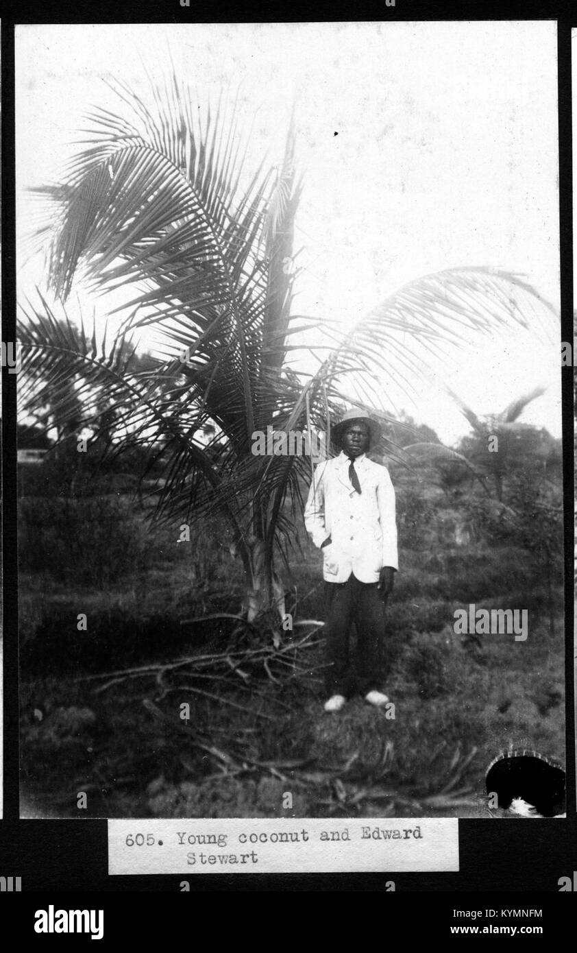 Una fotografia di una giovane pianta di cocco, scattata insieme a Edward Stewart, un ricercatore o orticoltore. L'immagine evidenzia le fasi di crescita della pianta di cocco e la sua importanza nell'agricoltura. Foto Stock