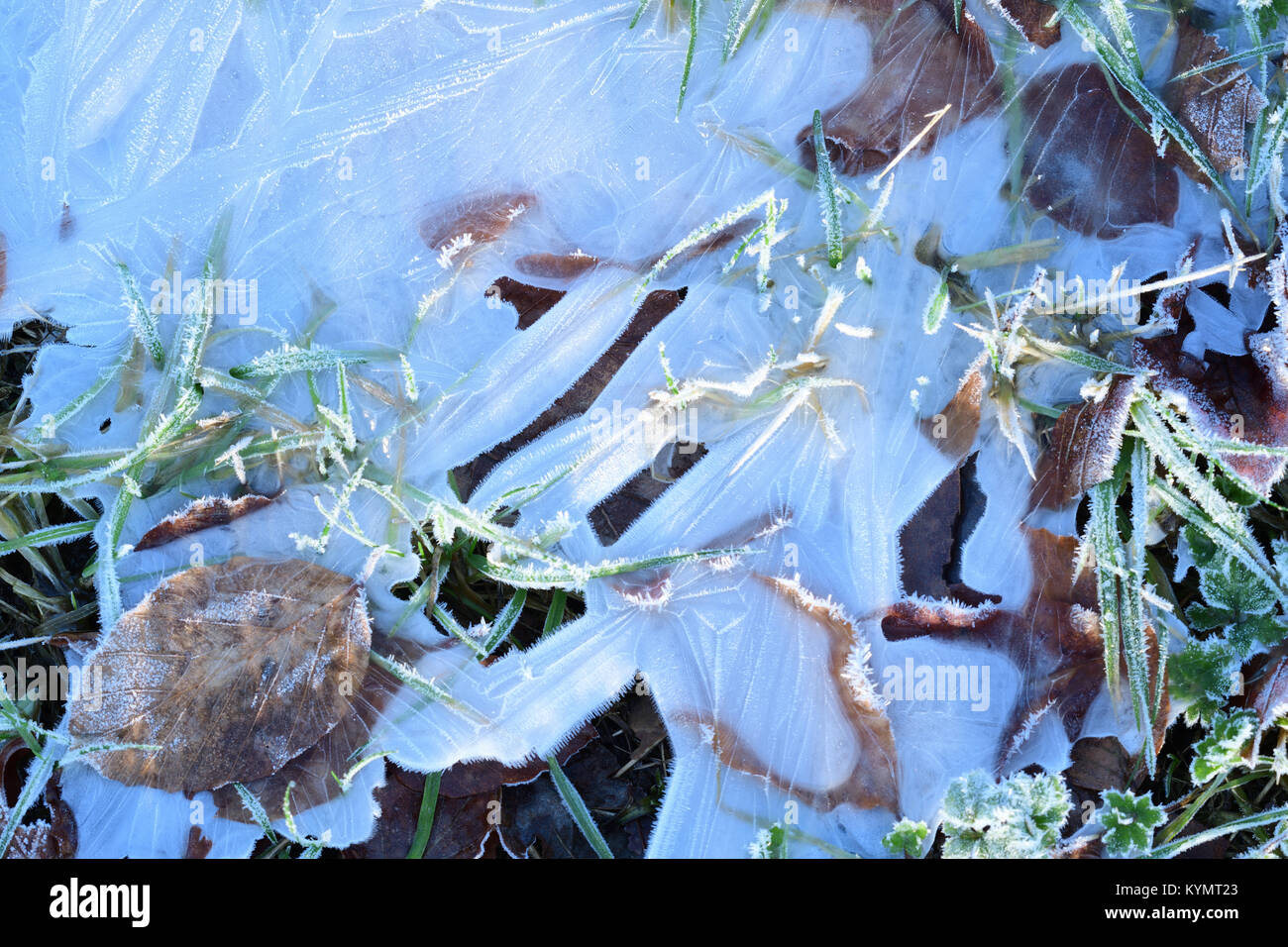 Close up di massa congelata in un campo in inverno. Foto Stock