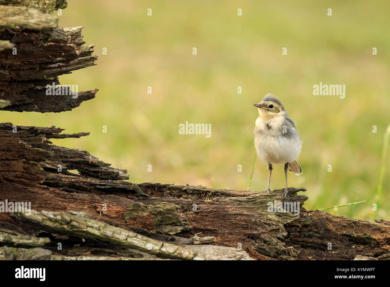 Close up di un bambino bianco, Wagtail Motacilla alba. Un uccello con bianco, grigio e nero piume, il giovane gli uccelli sono di colore giallo. Il White Wagtail è il Foto Stock