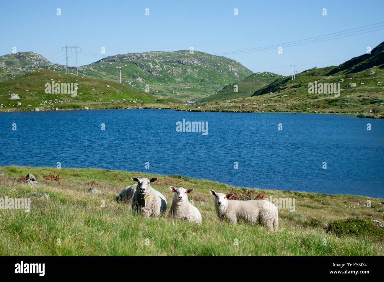 Tre bianco norvegese pascolo di ovini nel campo di erba sul prato accanto a un lago Foto Stock