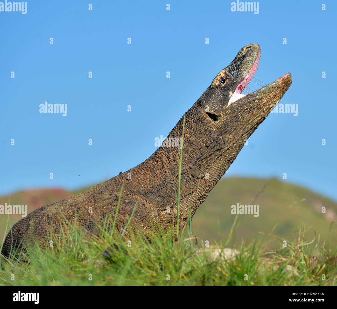 Il drago di Komodo (Varanus komodoensis ) ha sollevato la testa e ha aperto una bocca. È la più grande lucertola vivente nel mondo. Isola Rinca. Indonesia. Foto Stock