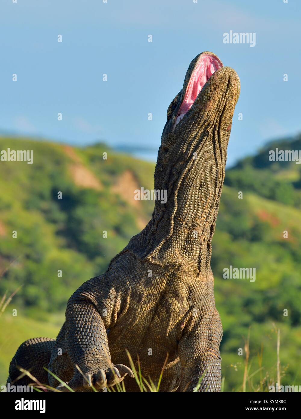 Il drago di Komodo (Varanus komodoensis ) ha sollevato la testa e ha aperto una bocca. È la più grande lucertola vivente nel mondo. Isola Rinca. Indonesia. Foto Stock