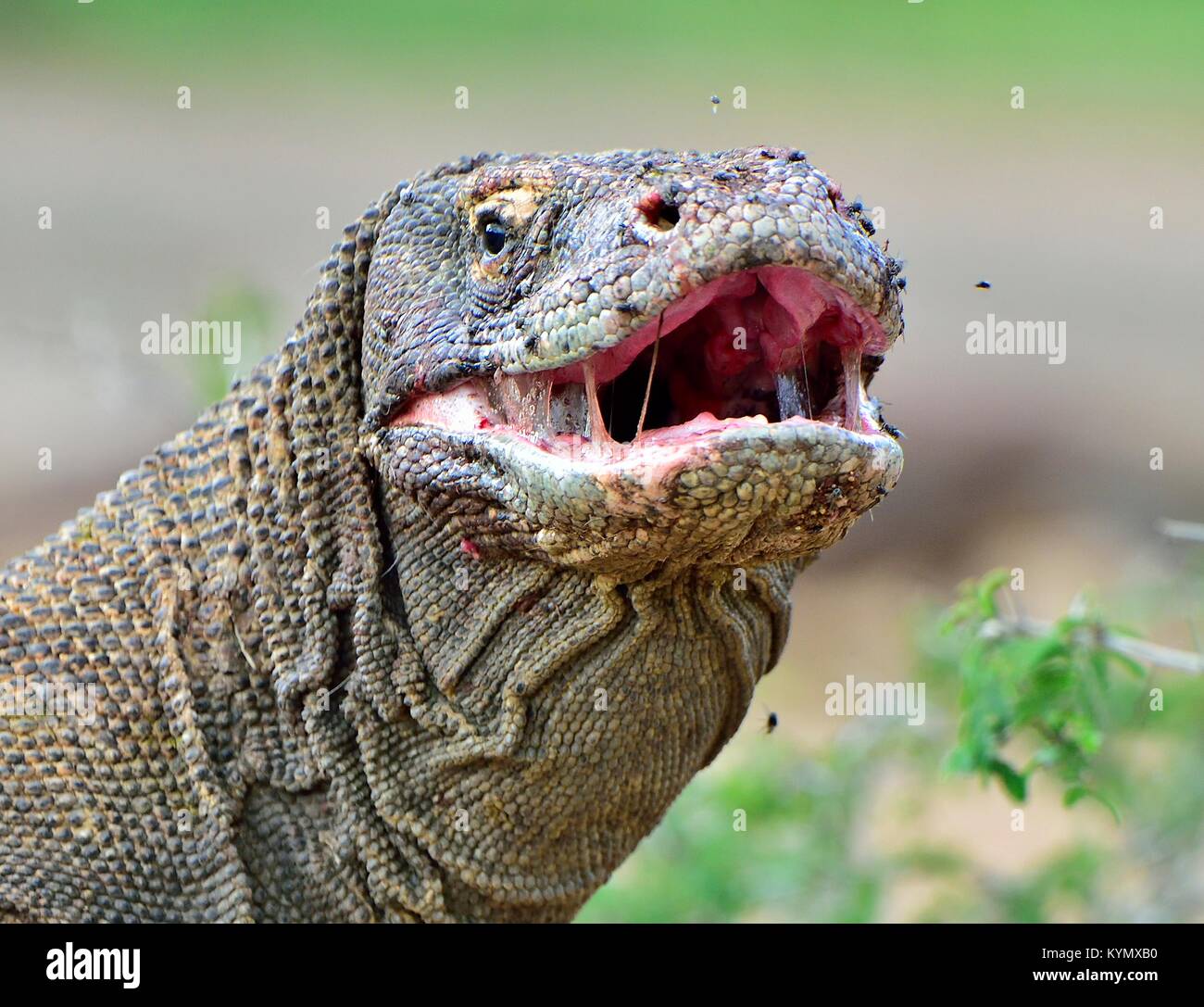 Il drago di Komodo (Varanus komodoensis ) con la bocca aperta. Più grande lucertola vivente nel mondo. Isola Rinca. Indonesia. Foto Stock