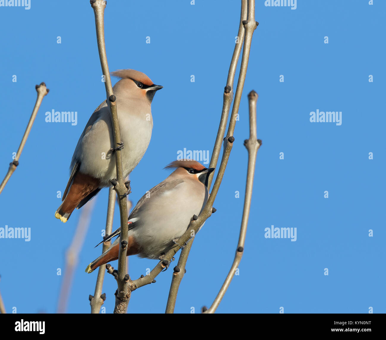Dettagliato, angolo basso in prossimità di due UK waxwings (Bombycilla garrulus) gli uccelli arroccato isolato nella struttura ad albero sfrondato, in inverno il sole con cielo blu chiaro. Foto Stock
