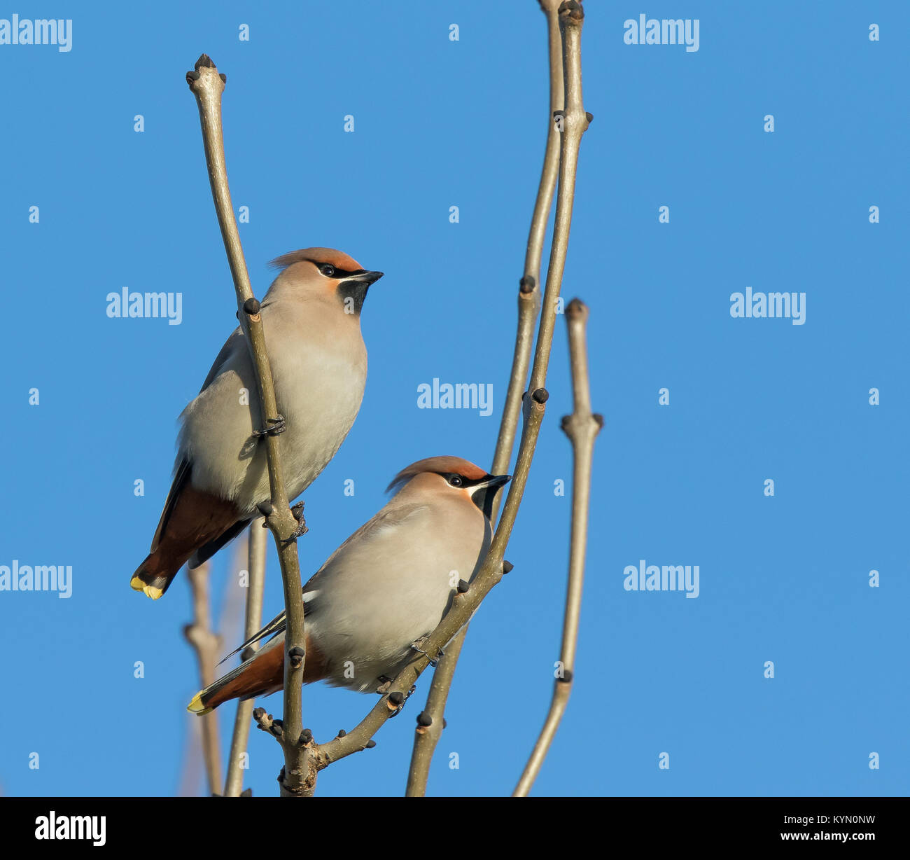 A basso angolo di due uccelli di waxwing (Bombycilla garrulus) isolati all'aperto che perching in albero in luce solare invernale. Visitatori invernali del Regno Unito con ali di cera. Foto Stock