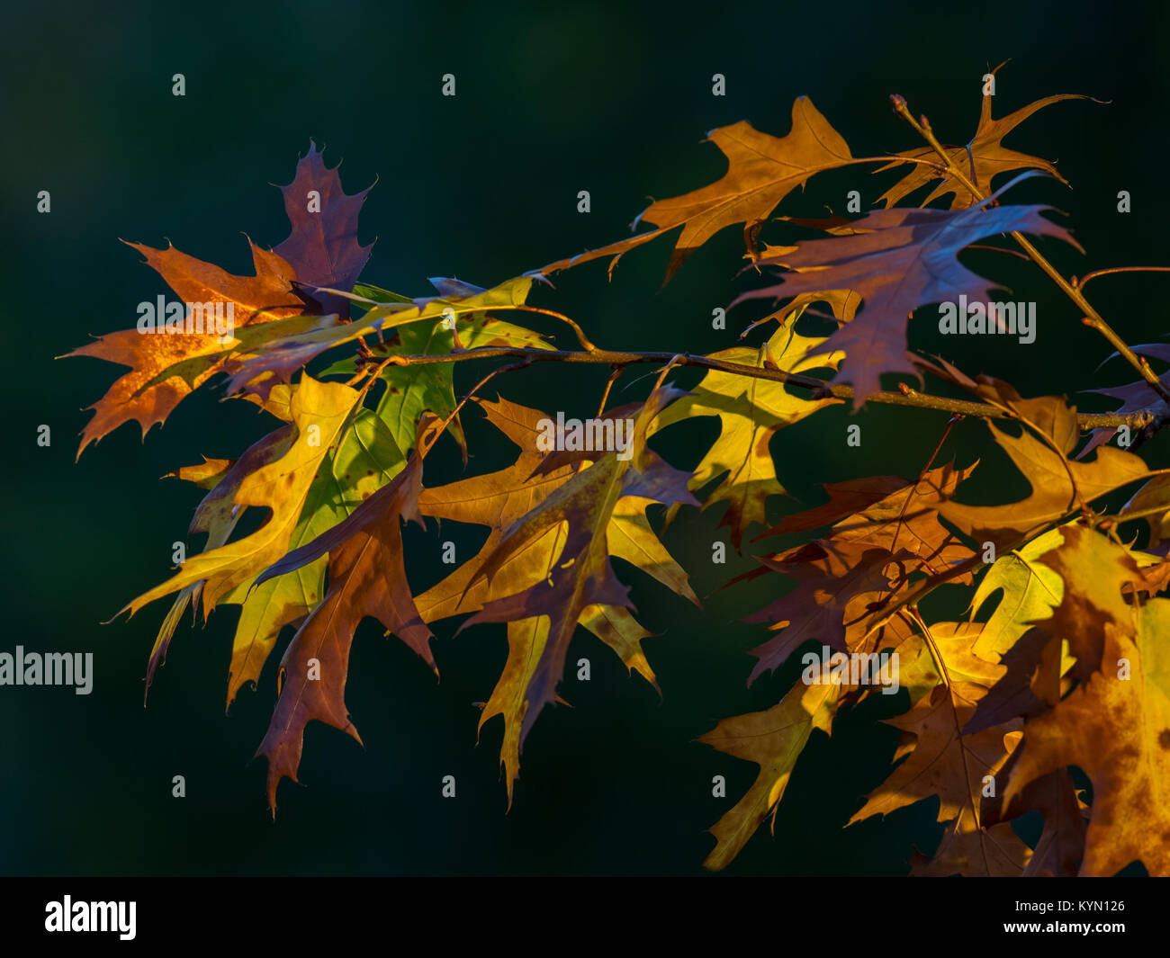 Foglie di autunno su sfondo nero Foto Stock