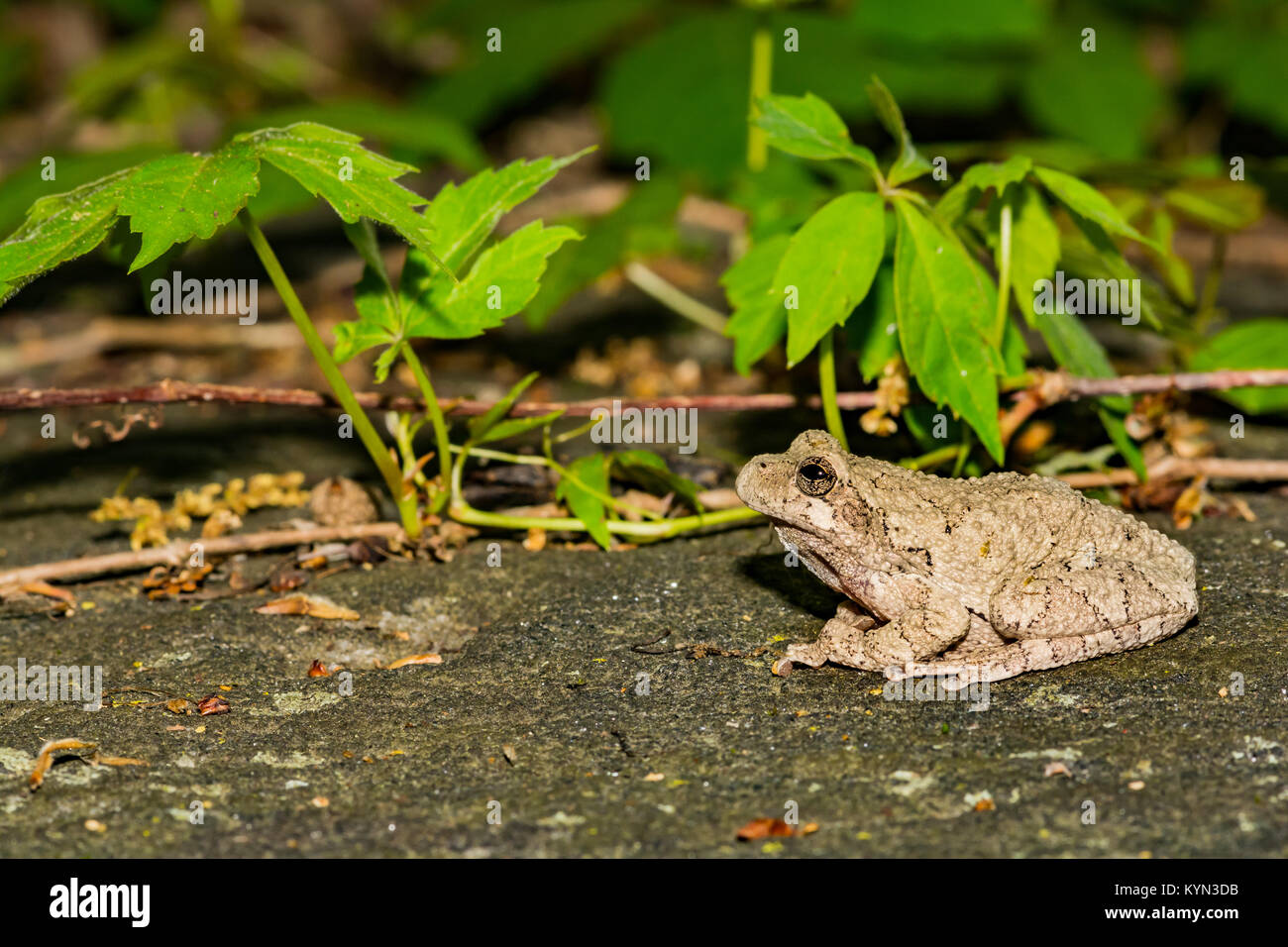 Grigio Raganella (Hyla versicolor) Foto Stock