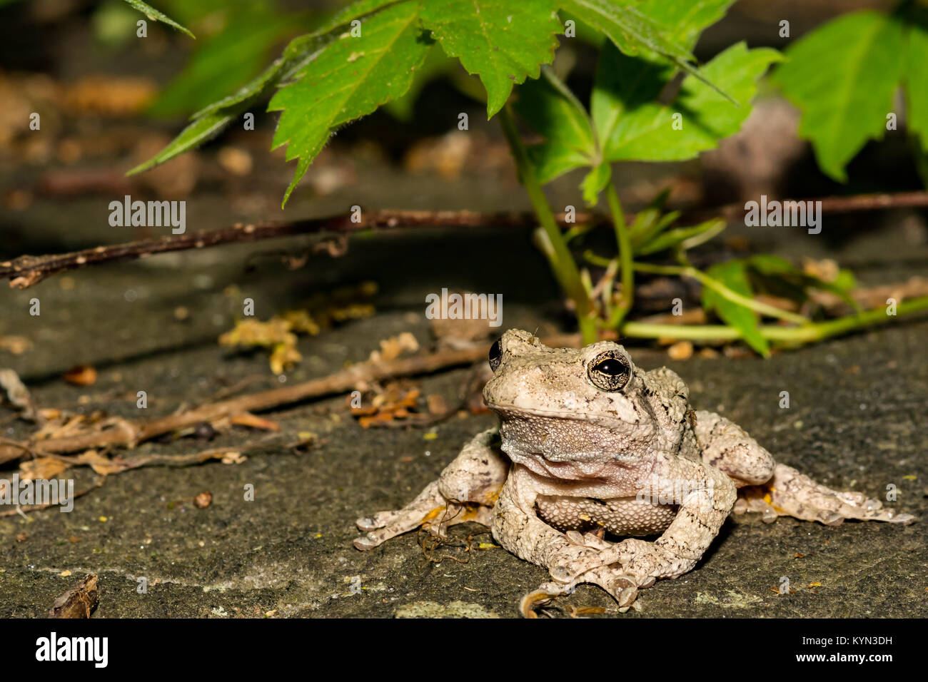 Grigio Raganella (Hyla versicolor) Foto Stock