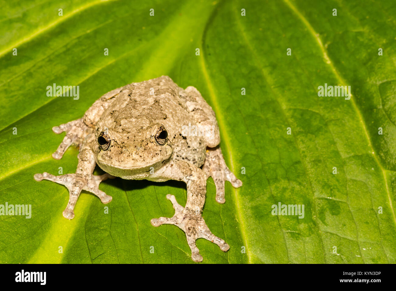 Grigio Raganella (Hyla versicolor) Foto Stock