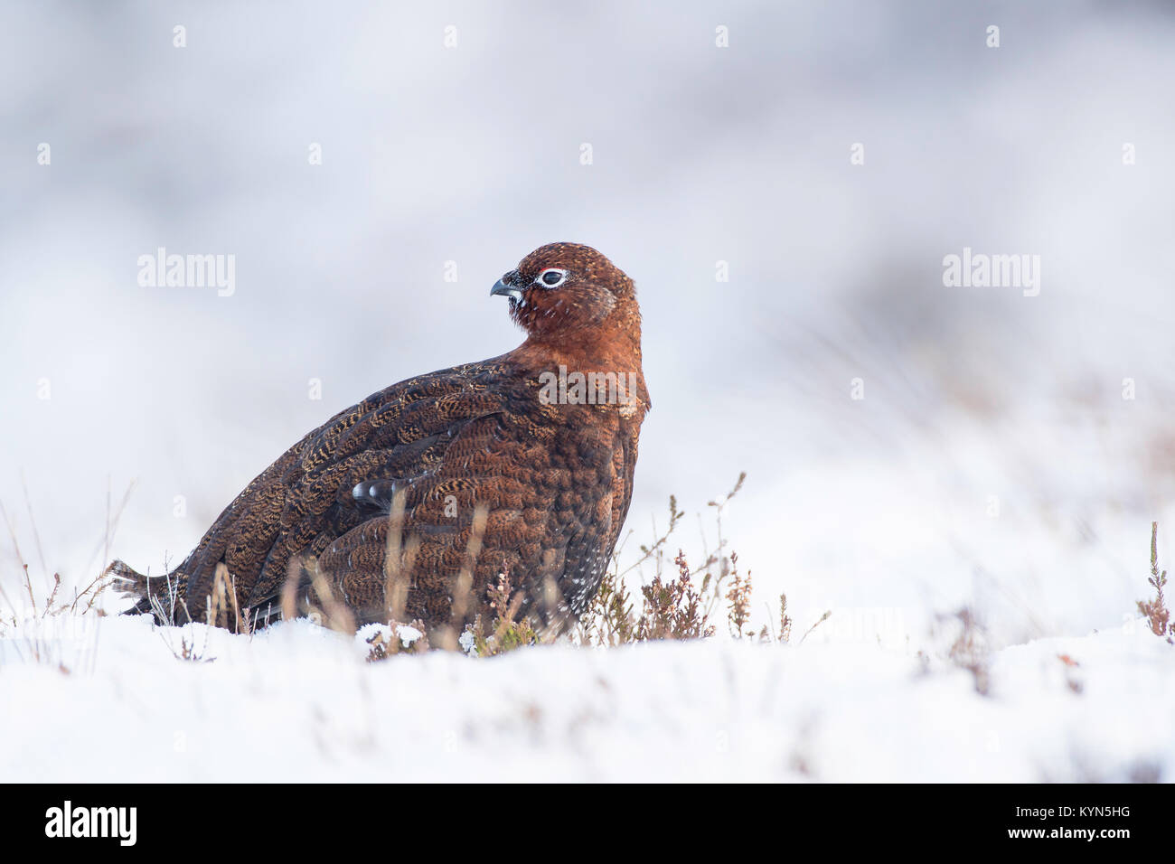 Red Grouse - Lagopus lagopus scoticus Foto Stock