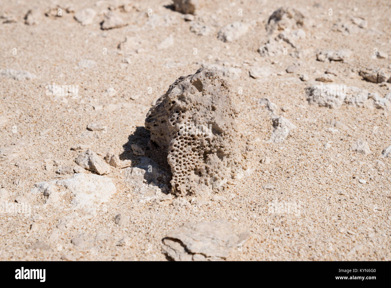 Coralli fossili trovati in Giardino di Roccia (Rock Zoo di Duqm o Duqm Stone Park), una famosa attrazione turistica di 3 kmq di rocce scolpite, Duqm, Oman Foto Stock