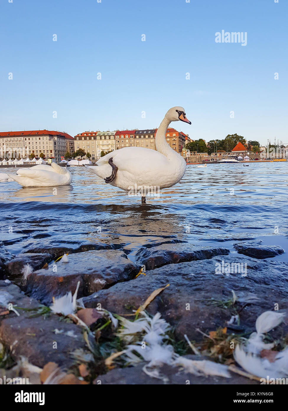 Cigno sorge vicino a bordo sul fiume a Praga con una gamba alzata e piume sparse sulla roccia in primo piano, edifici di Praga in background. Mobili phon Foto Stock