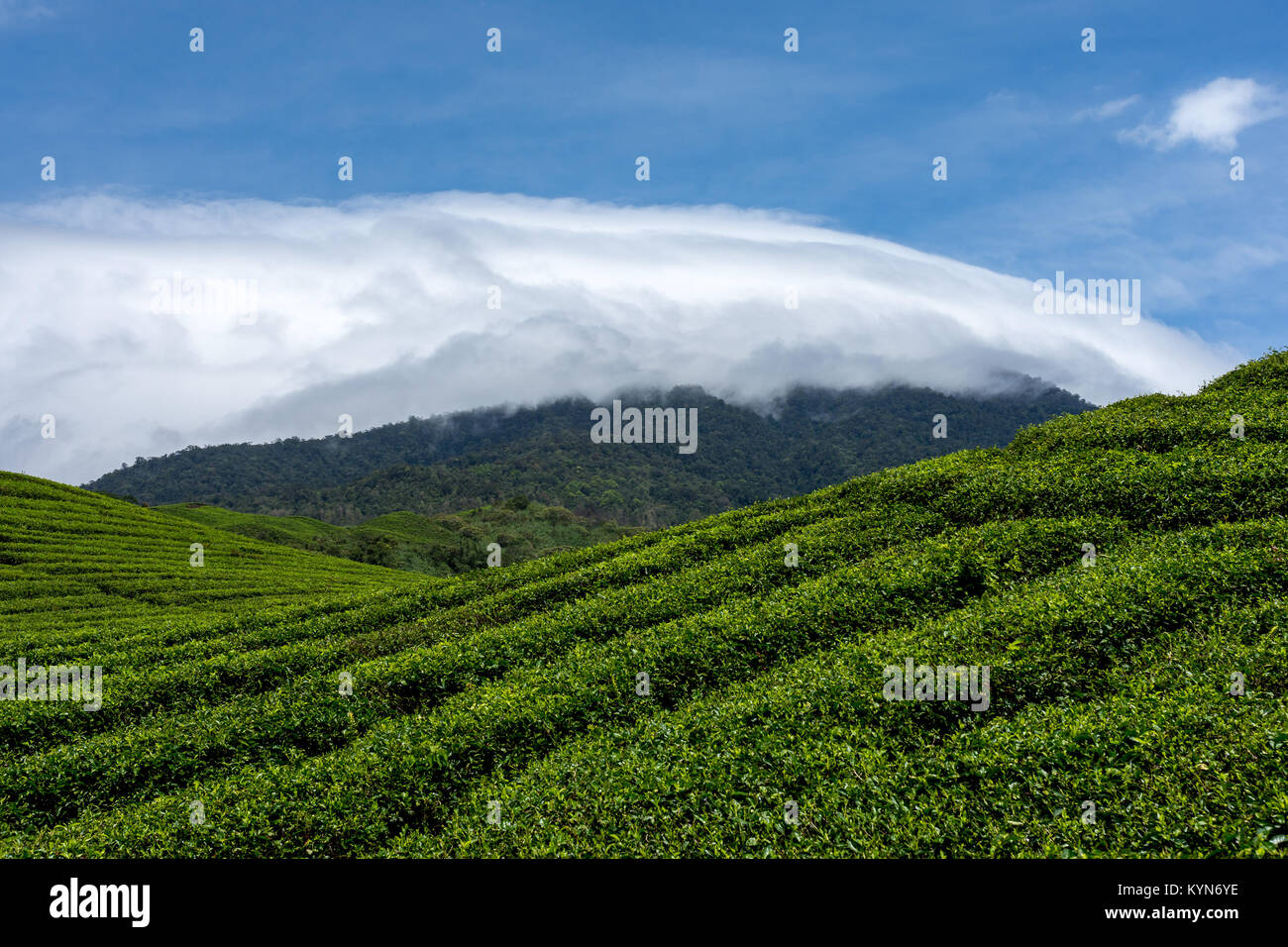 Il rotolamento della verde collina di lati di piantagioni di tè con una discesa di nuvole bianche e un bel cielo azzurro. Foto Stock