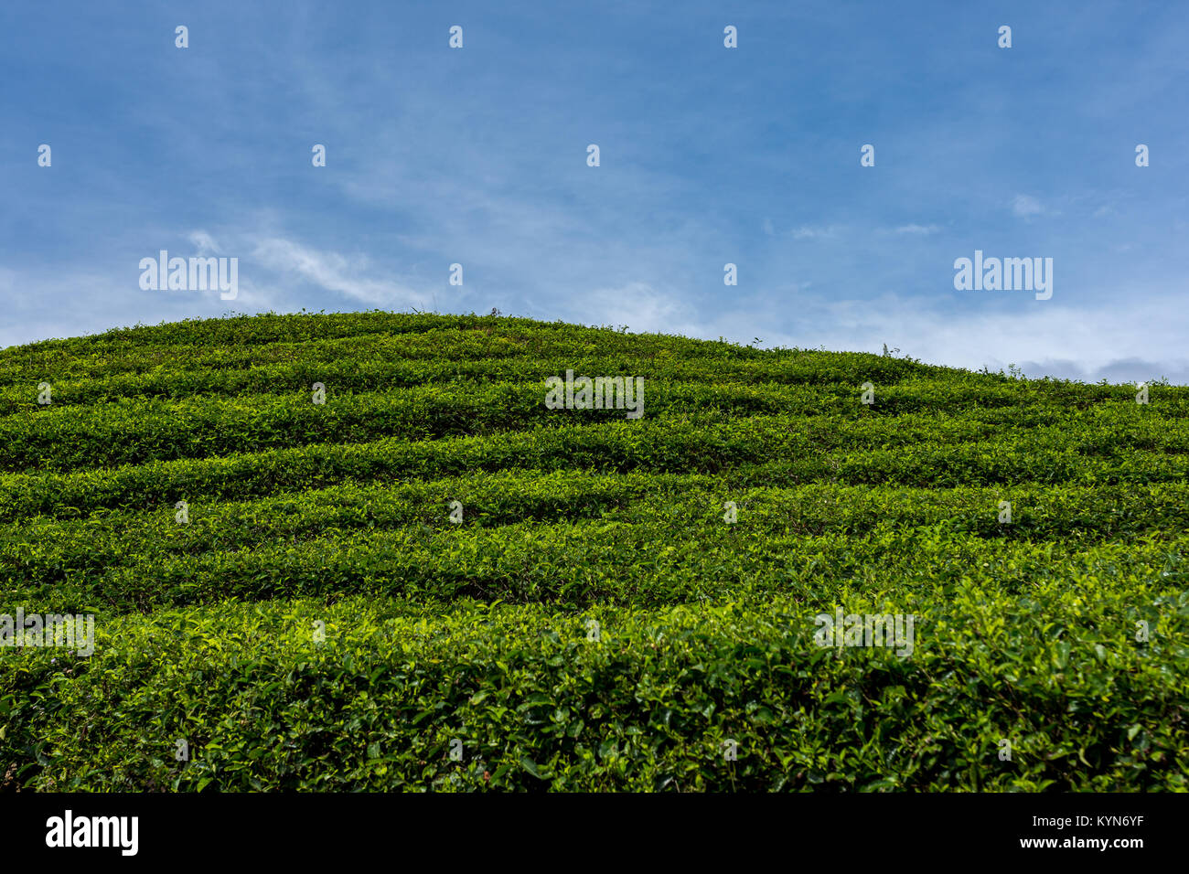 Il rotolamento della verde collina di lati di piantagioni di tè con una discesa di nuvole bianche e un bel cielo azzurro. Foto Stock