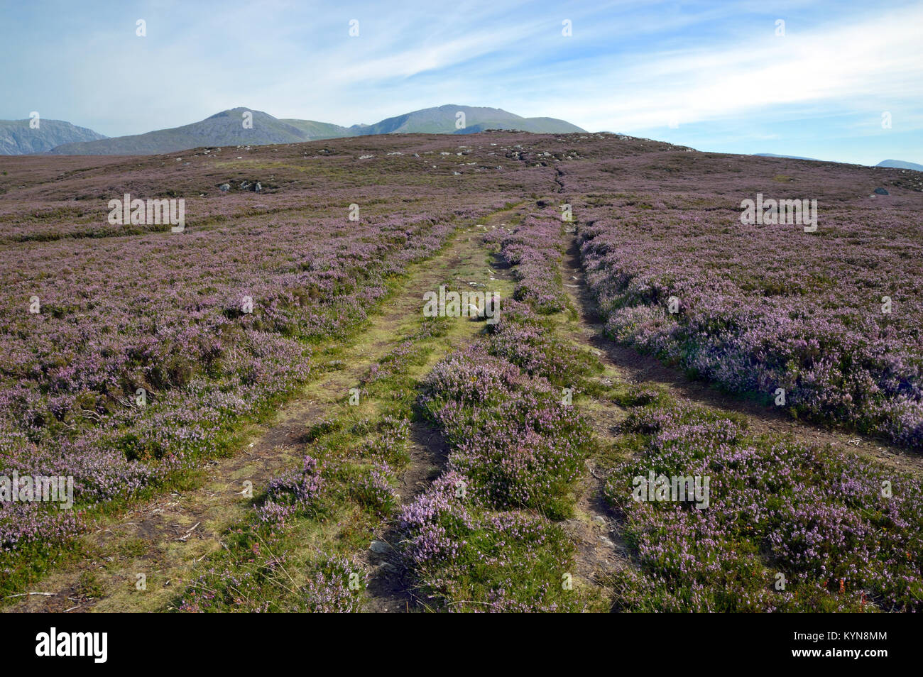 Mountain heath, dominato da piccoli arbusti con foglie sempreverdi, è qui situata sul Moel y Ci sul bordo del Parco Nazionale di Snowdonia (Galles). Foto Stock