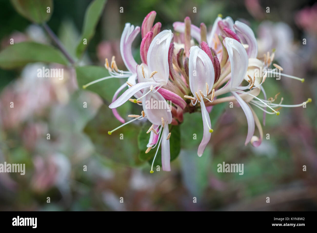 Una vista ravvicinata di un caprifoglio bloom dispiegarsi in una tarda primavera giardino mostra la stami e antere, dove il polline viene prodotto (sfondo sfocato). Foto Stock