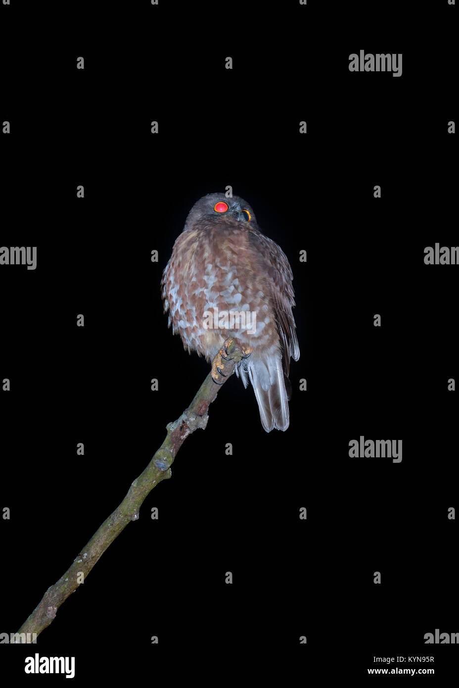 Il gufo di notte Foto Stock