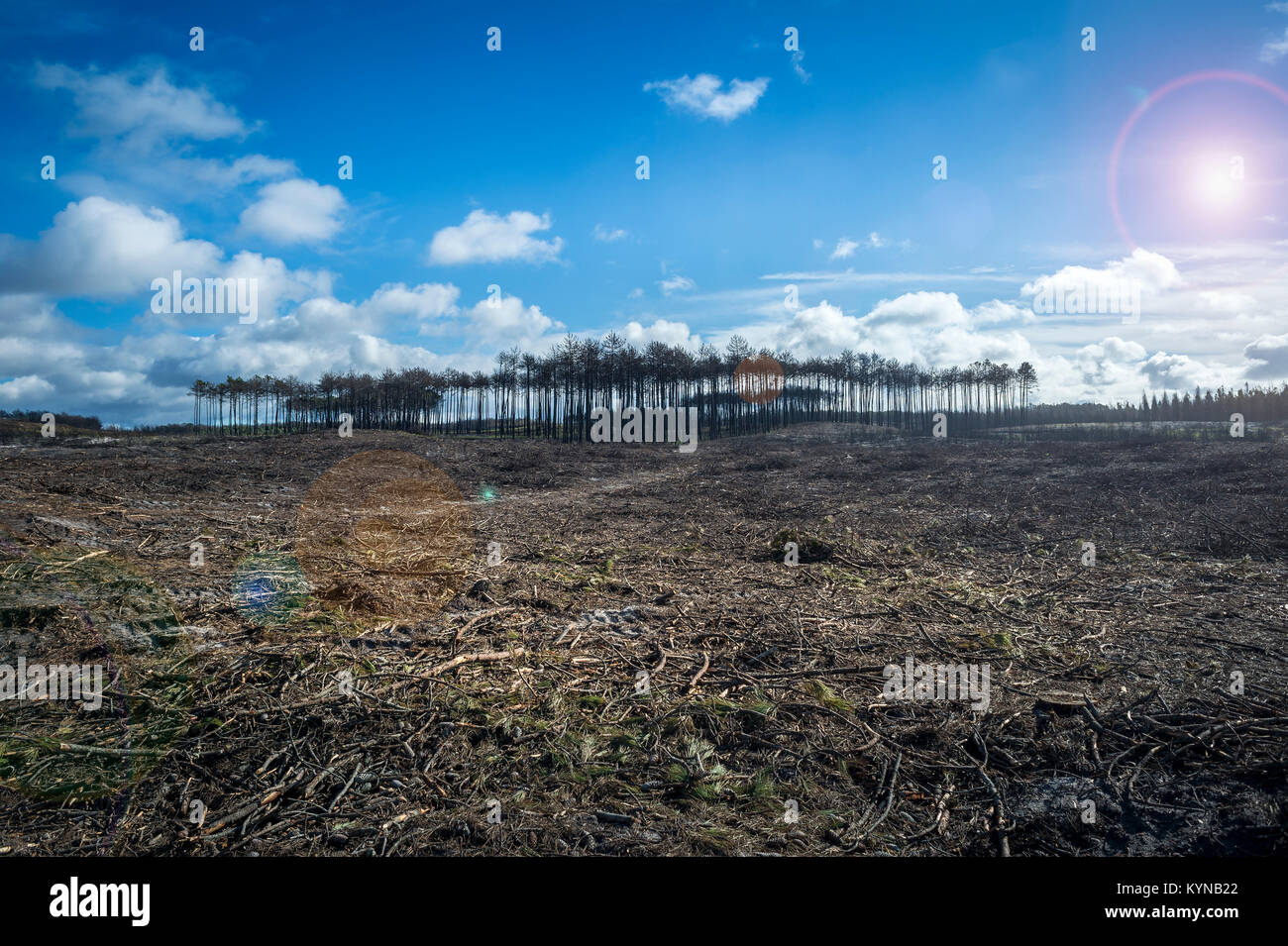 La deforestazione che mostra terra povera dopo la foresta è stato abbattuto. Foto Stock