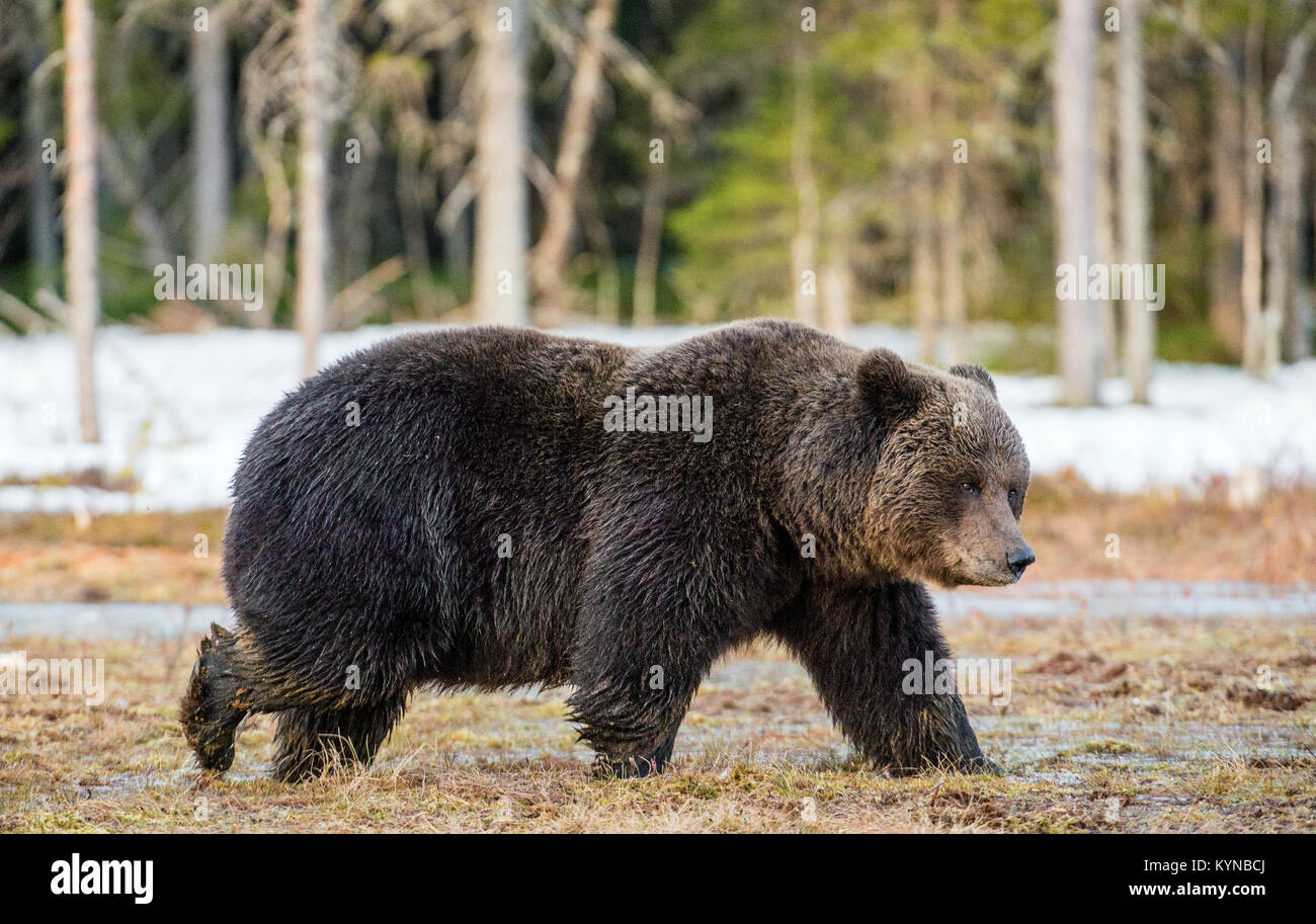Wild adulto l'orso bruno (Ursus arctos) su un bog nella foresta di primavera. Foto Stock