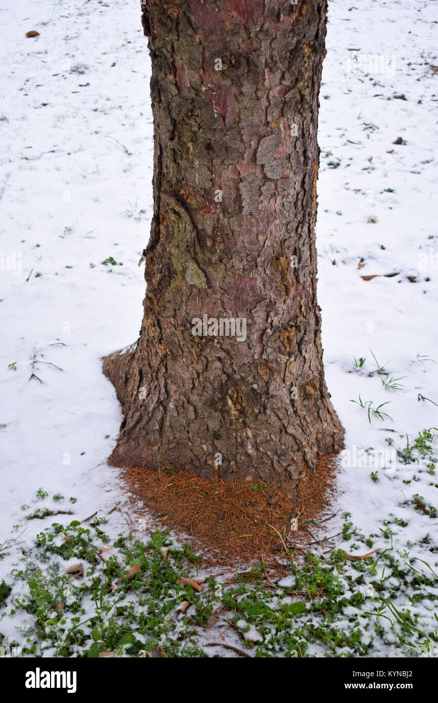 Albero con crosta di erba sotto la neve in inverno mattina tempo Foto Stock