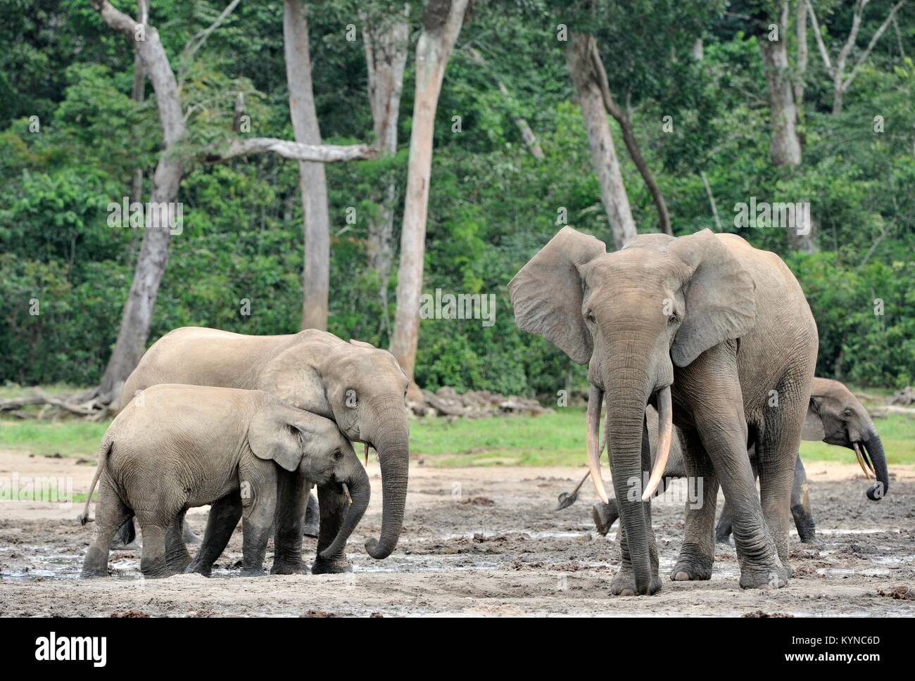 La foresta africana di elefante, Loxodonta africana cyclotis, (foresta abitazione elefante) del bacino del Congo. Alla soluzione salina Dzanga (una radura) Centrale Foto Stock