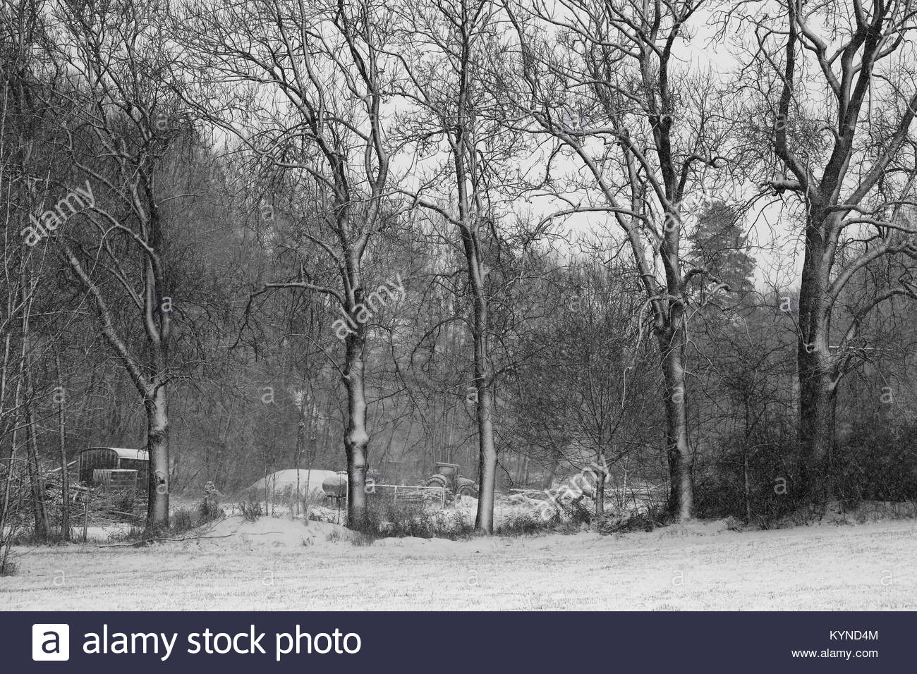 Nero e bianco inverno bellezza in coperta di neve alberi vicino a Coburg in Franconia Germania Foto Stock