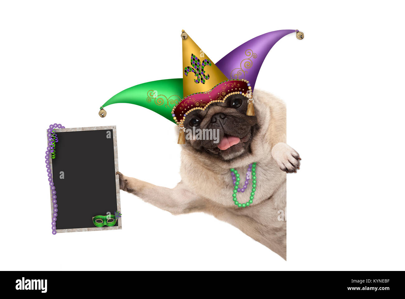 Mardi Gras carnival pug dog con la harlequin jester hat, maschera veneziana e decorate blackboard segno, isolati su sfondo bianco Foto Stock