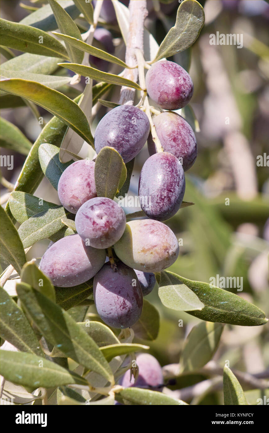 Ramo di olivo con foglie e frutti quasi maturi Foto Stock