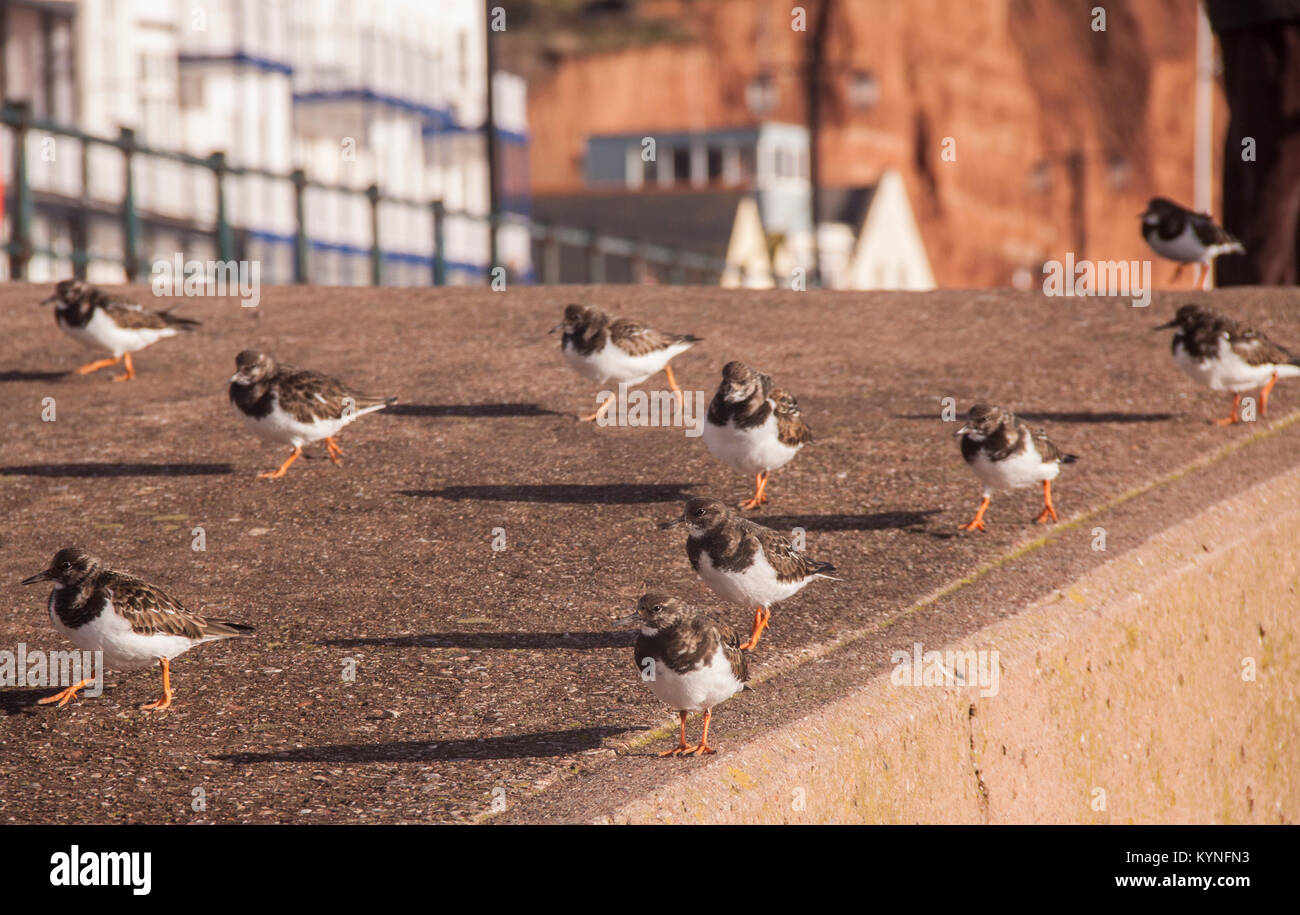 Turnstones (Arenaria nella famiglia Scolopacidae) sul lungomare Esplanade a Sidmouth, nel Devon. Foto Stock