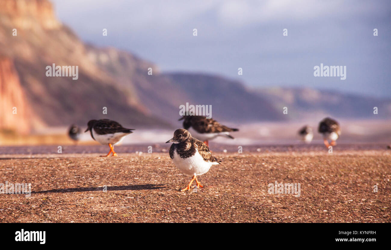 Turnstones (Arenaria nella famiglia Scolopacidae) sul lungomare Esplanade a Sidmouth, nel Devon. Foto Stock