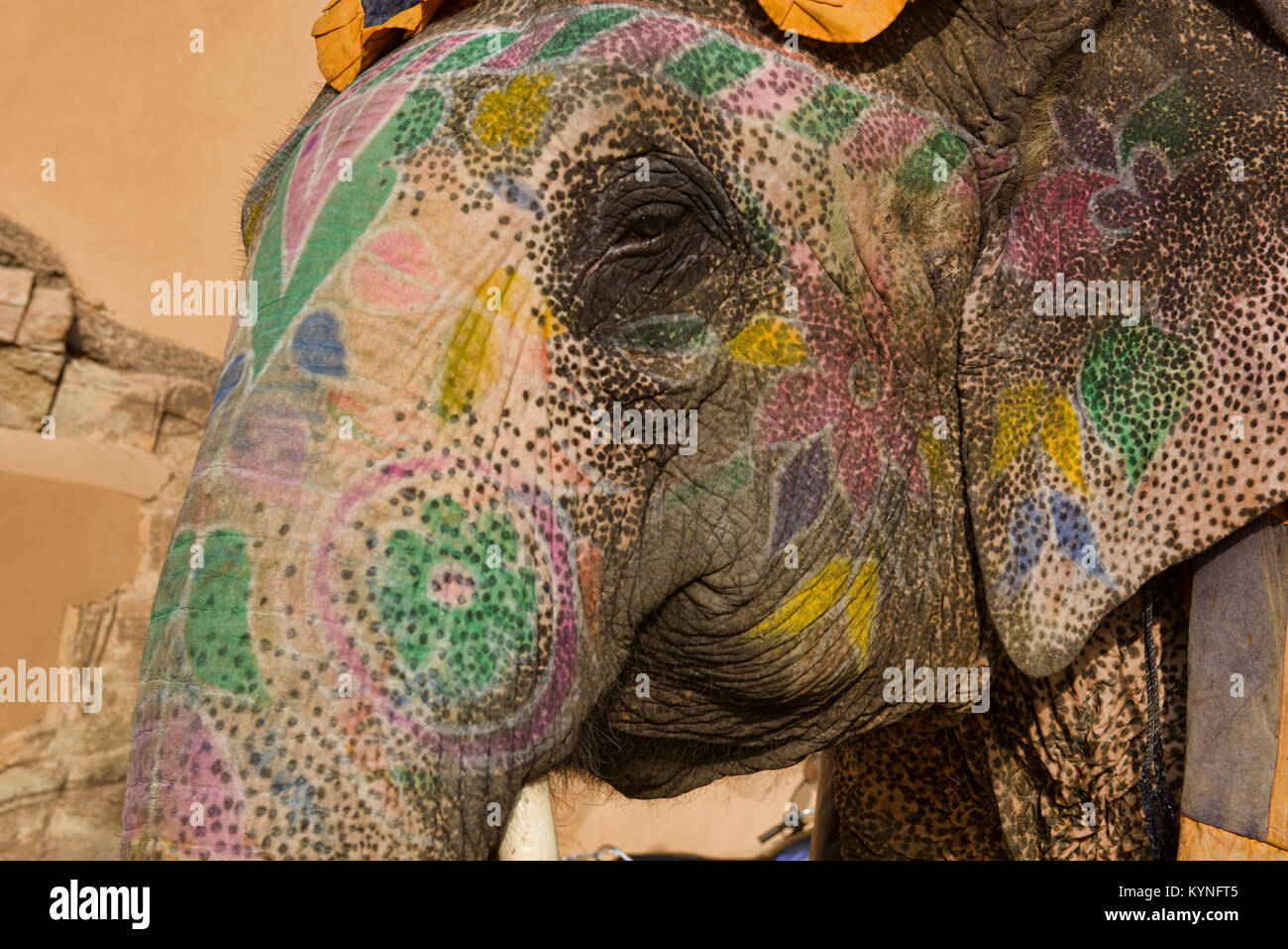 Elefante colorato all'Amer Fort, a Jaipur, India Foto Stock