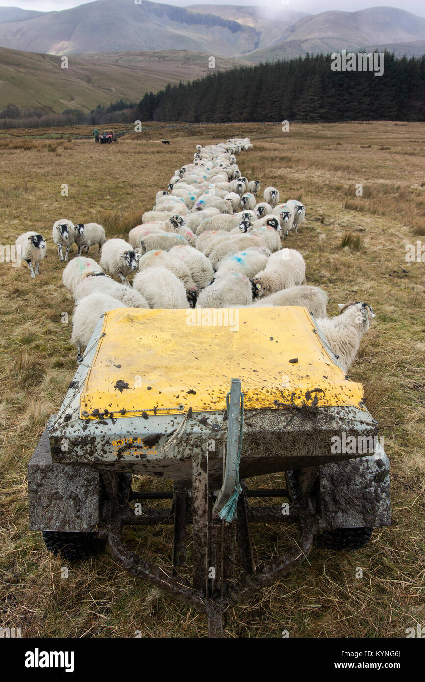 Alimentazione di pecore sulla brughiera con un snacker sul retro della moto quad. Cumbria, Regno Unito. Foto Stock