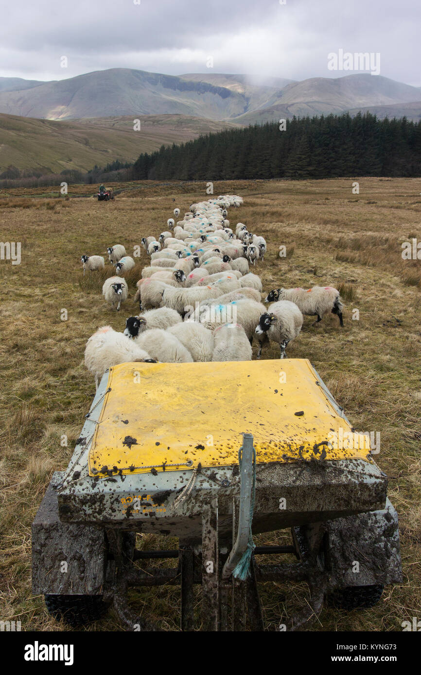 Alimentazione di pecore sulla brughiera con un snacker sul retro della moto quad. Cumbria, Regno Unito. Foto Stock