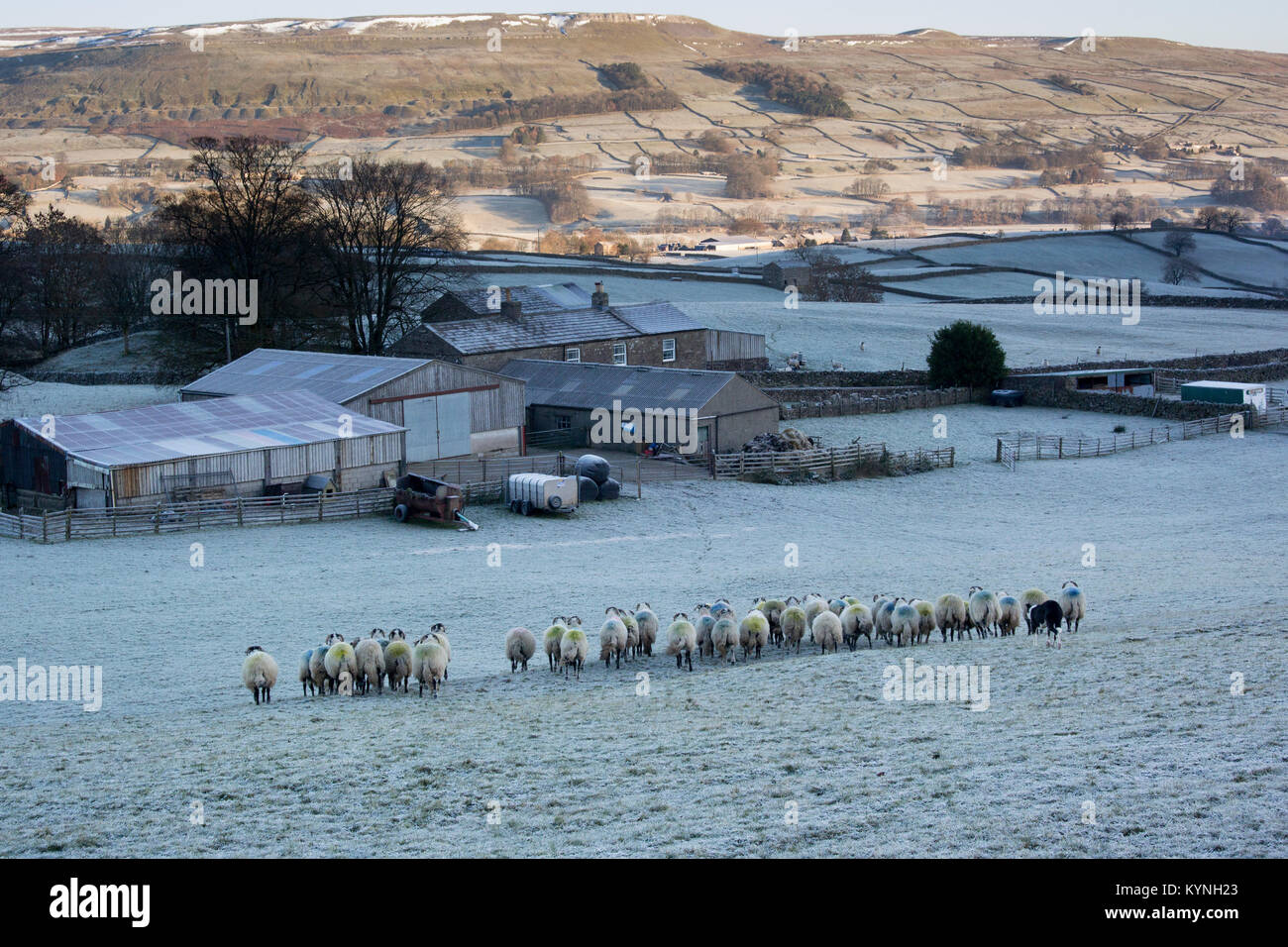 Gregge di pecore swaledale su un freddo gelido inverno mattina, Wensleydale, Yorkshire, Regno Unito. Foto Stock