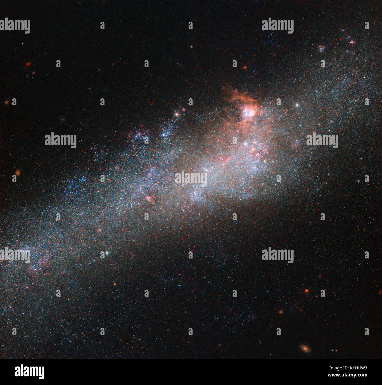 Il telescopio spaziale Hubble ha catturato un'immagine della Hockey Stick Galaxy (NGC 4656), una galassia a spirale unica conosciuta per il suo aspetto distinto che assomiglia a un bastone da hockey. Questa scoperta aggiunge alla nostra comprensione delle strutture e delle formazioni galattiche. Foto Stock