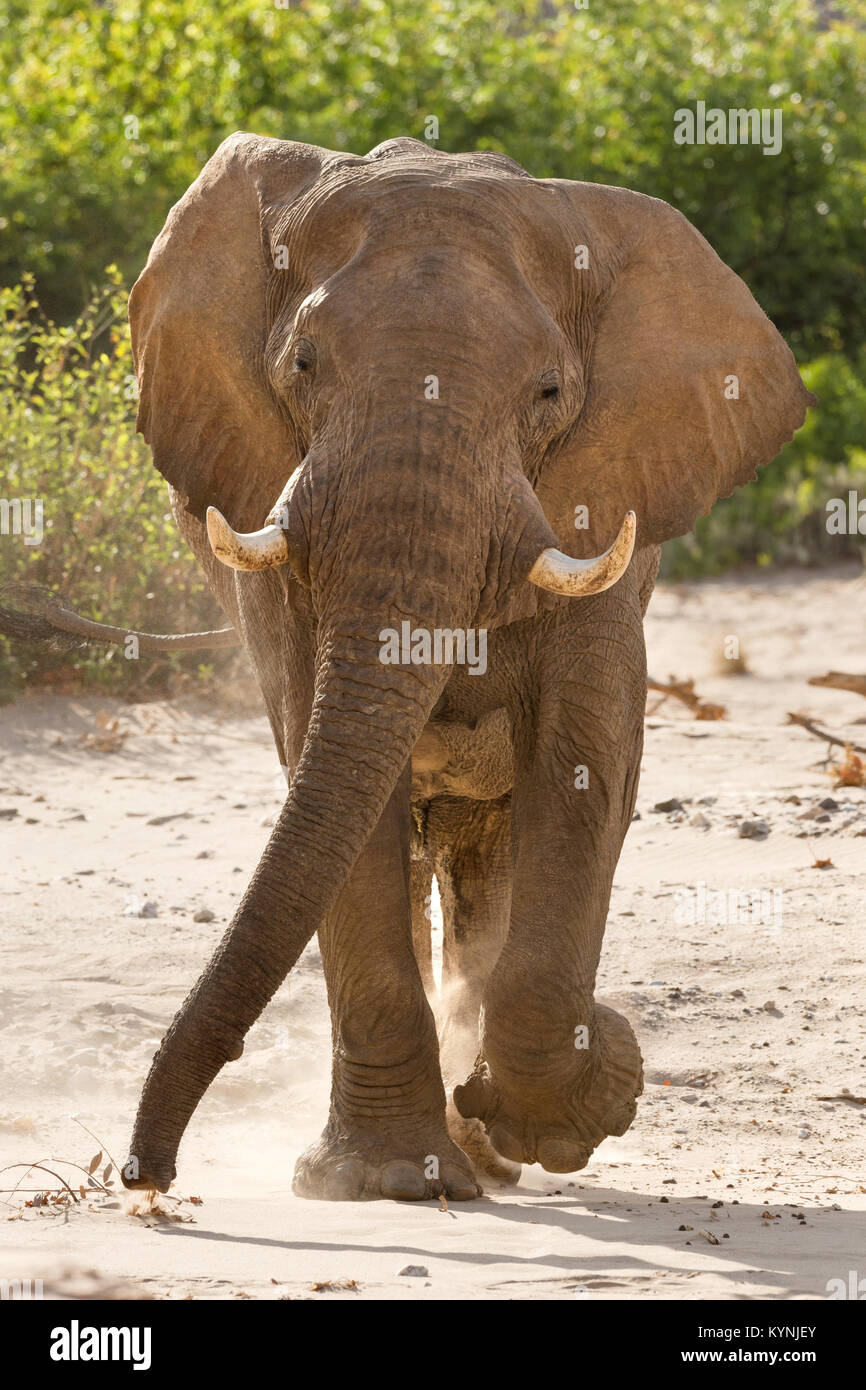 Bull elephant deriva verso la telecamera in secco fiume Hoanib letto, Namibia. Foto Stock