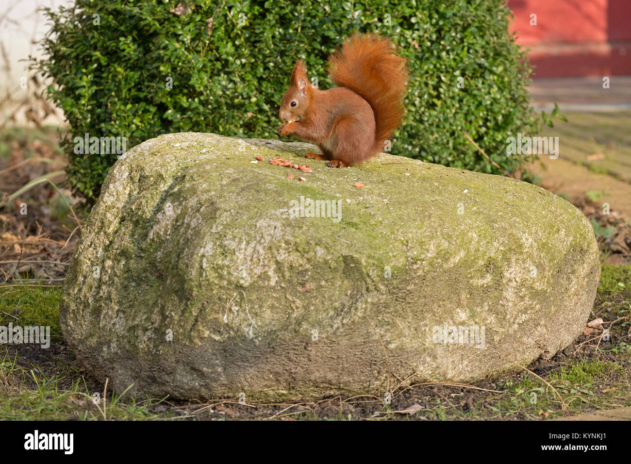 Lo scoiattolo su una pietra, Wilhelmsburg, Amburgo, Germania Foto Stock