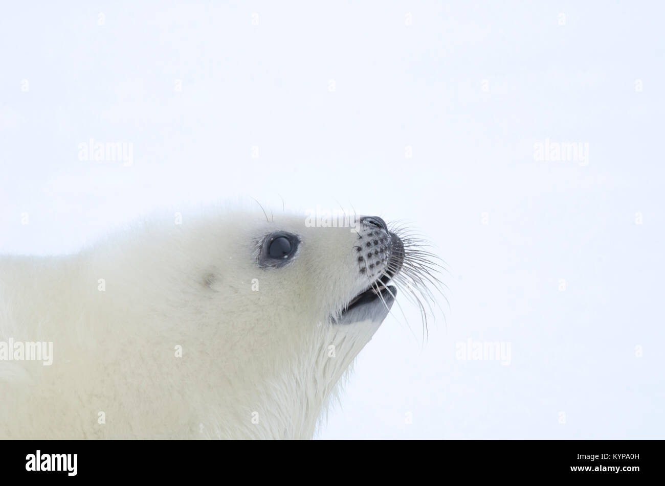 Hatchling di arpa tenuta. La pelliccia bianca baby su bianco ghiaccio. Russia, Mar Bianco Foto Stock