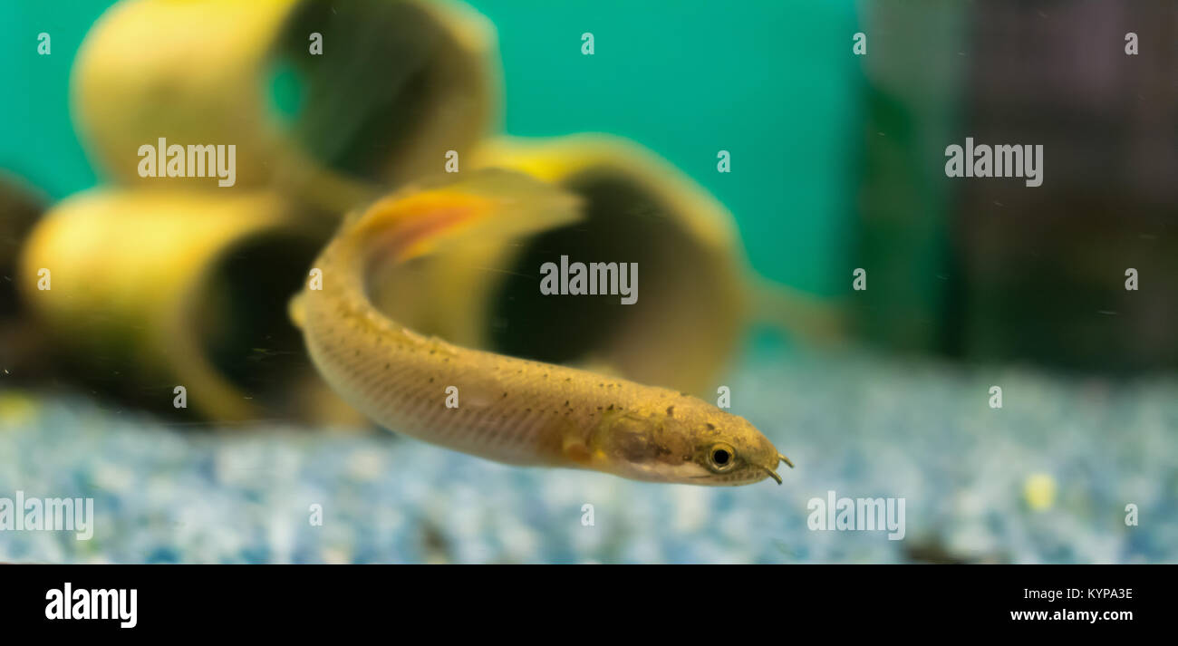 Snakehead pesci di acquario Foto Stock