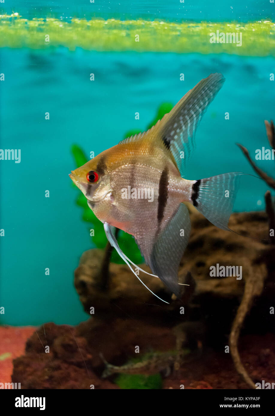 Scalari di pesce in acquario Foto Stock