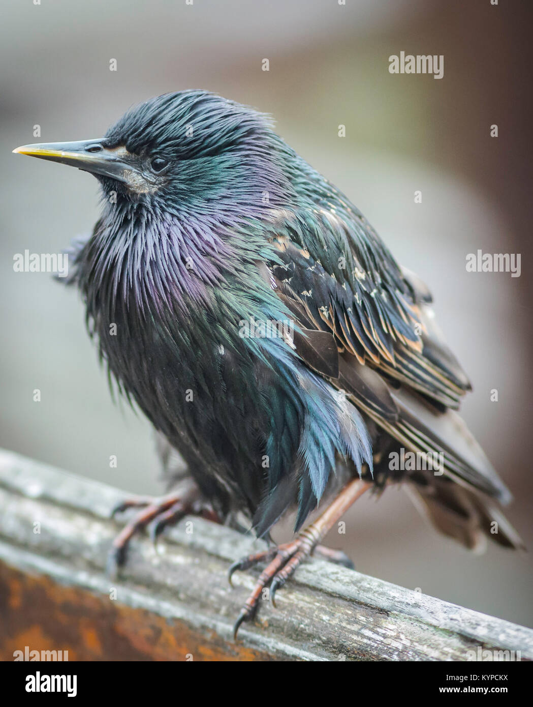 I capretti starling cercando di essere alimentati in Seahouses, Northumberland Foto Stock