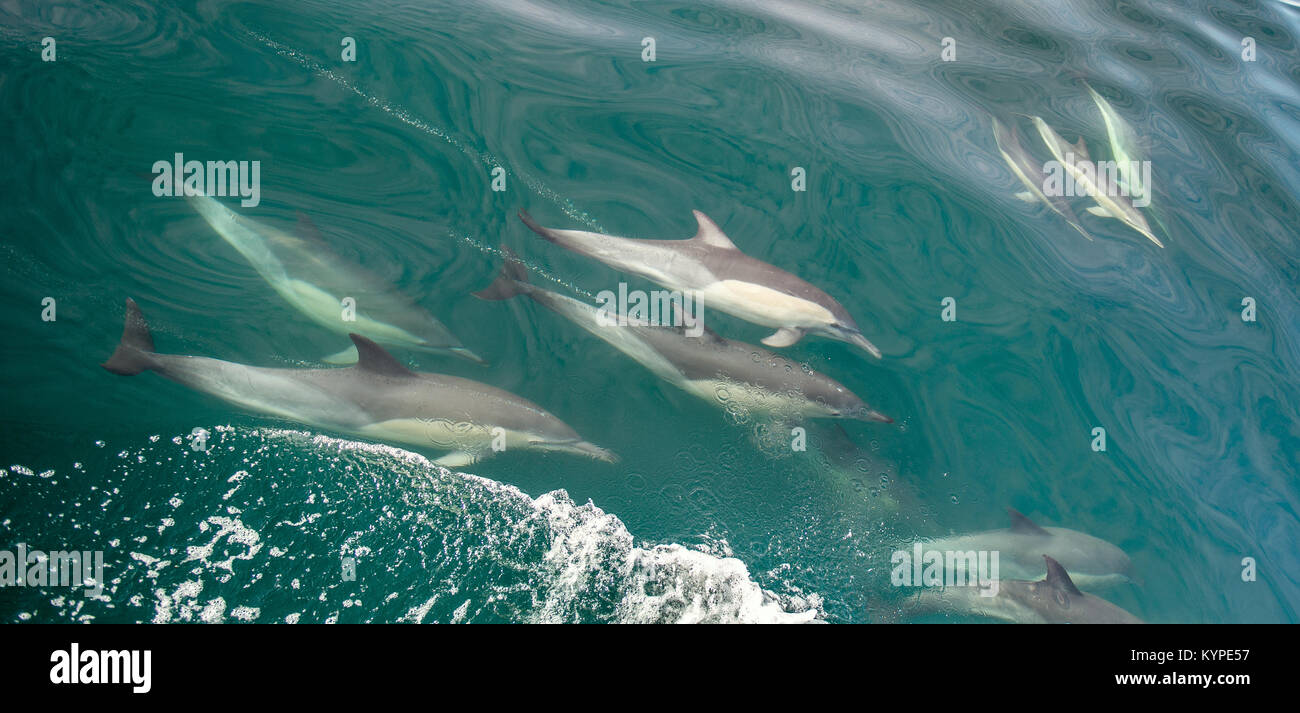 Gruppo di delfini, nuoto subacqueo nell'oceano e la caccia per i pesci. Il lungo becco delfino comune ( Delphinus capensis ) nuotare nell'oceano atlantico Foto Stock