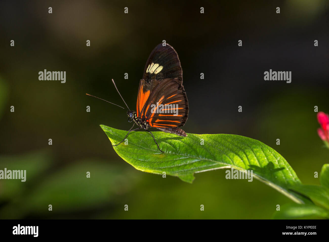 Close up di Orange in bianco e nero Heliconius erato notabilis butterfly comunemente noto come piccolo postino butterfly , il rosso fiore della passione butterfly, Foto Stock