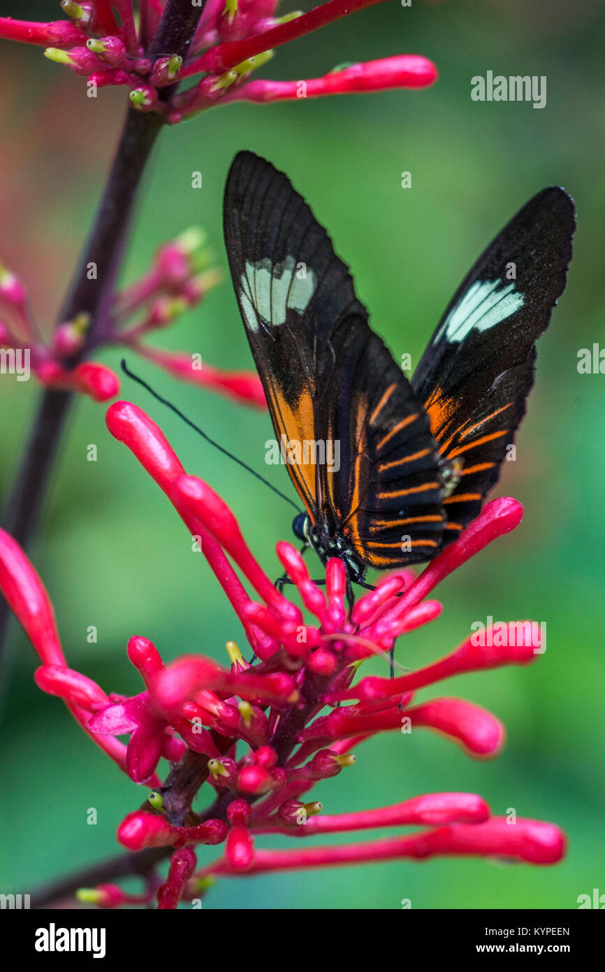 Close up di Orange in bianco e nero Heliconius erato notabilis butterfly comunemente noto come piccolo postino butterfly , il rosso fiore della passione butterfly, Foto Stock