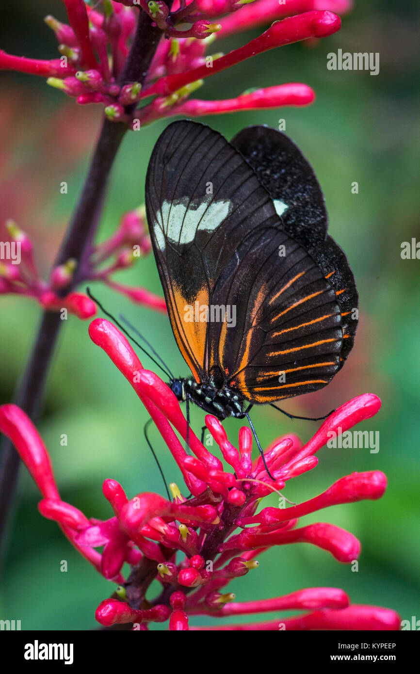 Close up di Orange in bianco e nero Heliconius erato notabilis butterfly comunemente noto come piccolo postino butterfly , il rosso fiore della passione butterfly, Foto Stock