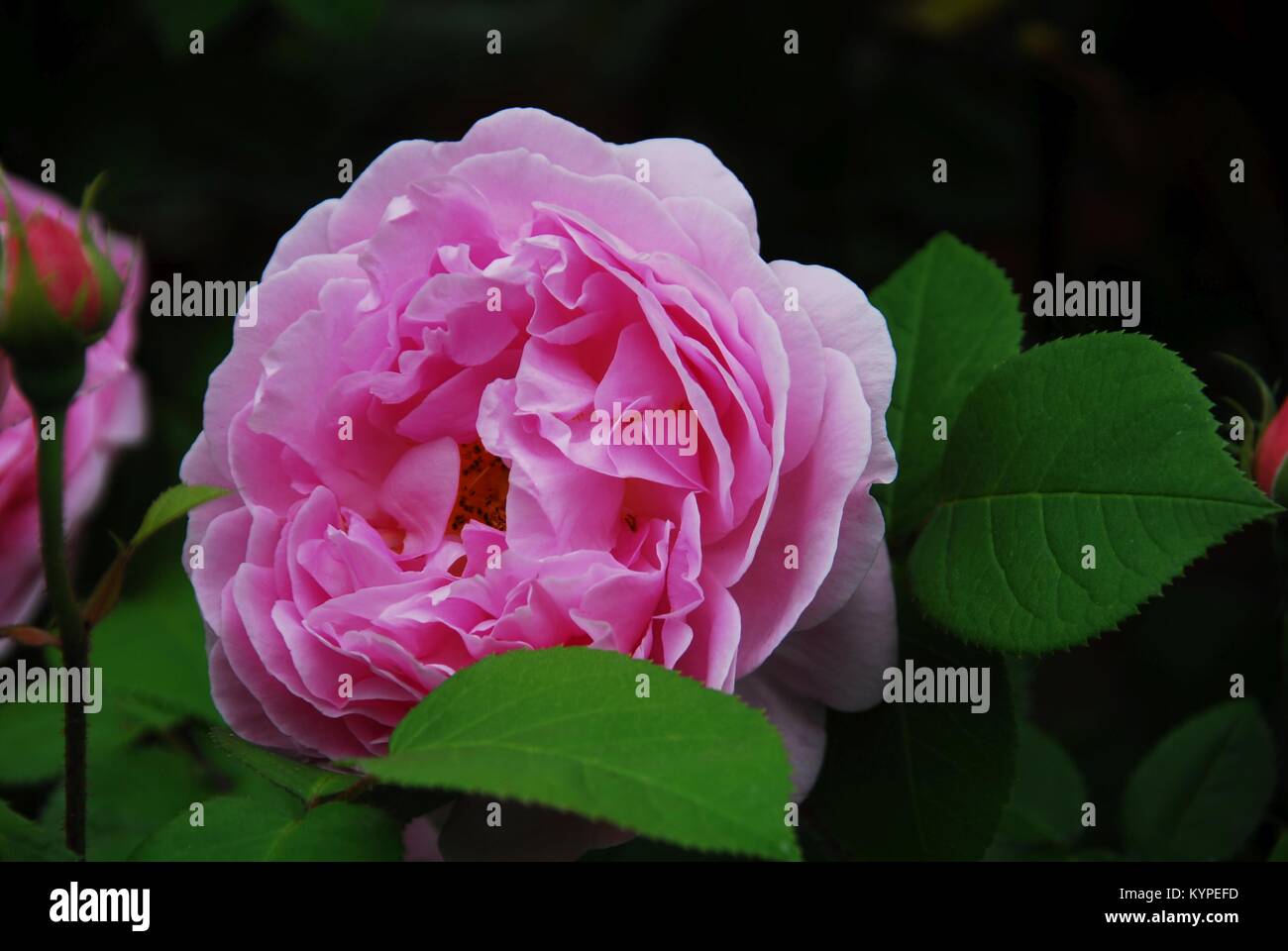 Delicato rosa peonia raccolte nel proprio giardino Foto Stock